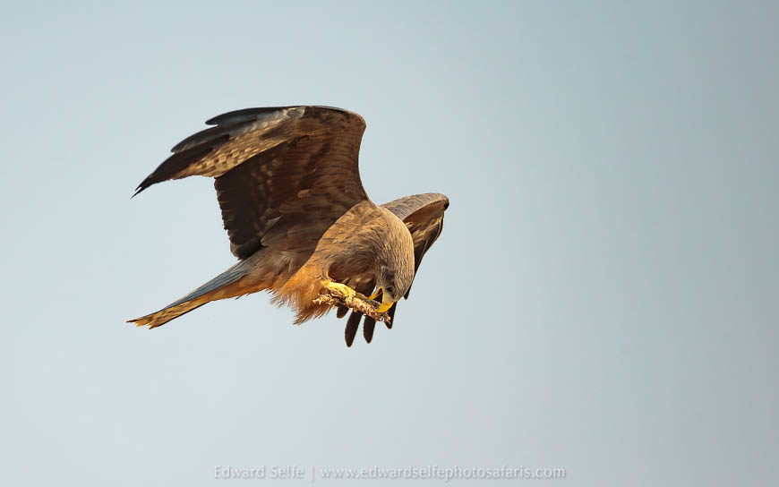 Wildlife image from a photo safari with edward selfe.