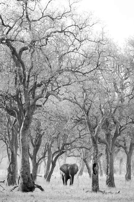 Wildlife image from photo safari with edward selfe in south luangwa national park.