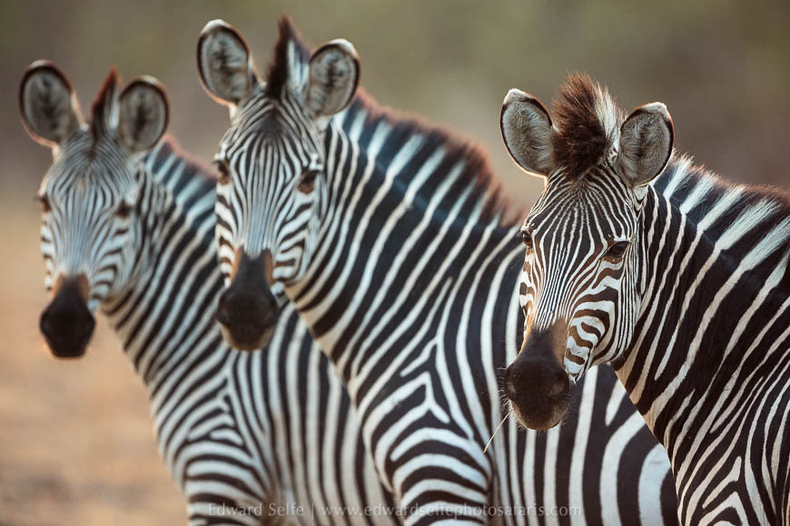 Wildlife image from photo safari with edward selfe in south luangwa national park.