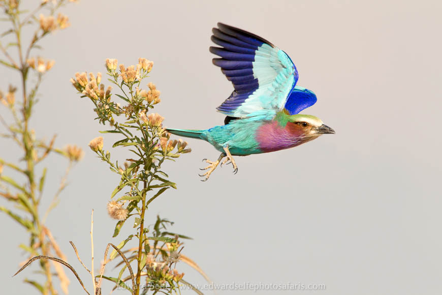 Lilac-breasted roller on photo safari with Edward Selfe in South Luangwa National Park./><figcaption align=justify
