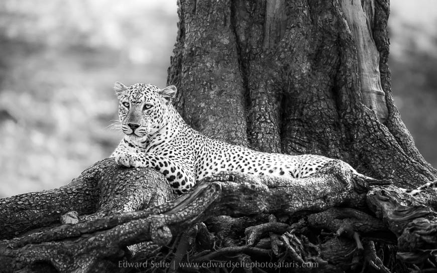 Wildlife image from photo safari with edward selfe.