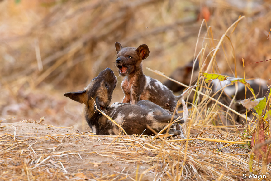 Wildlife image by Sharon Magin from photo safari in Zambia with Edward Selfe.