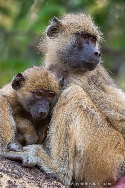 Wildlife image from photo safari with edward selfe.