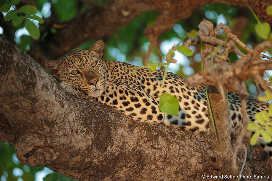 Wildlife image by edward selfe to illustrate the importance of a good background in shot.
