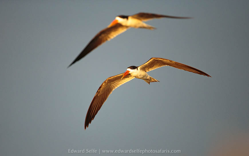 Wildlife image from photo safari with edward selfe.