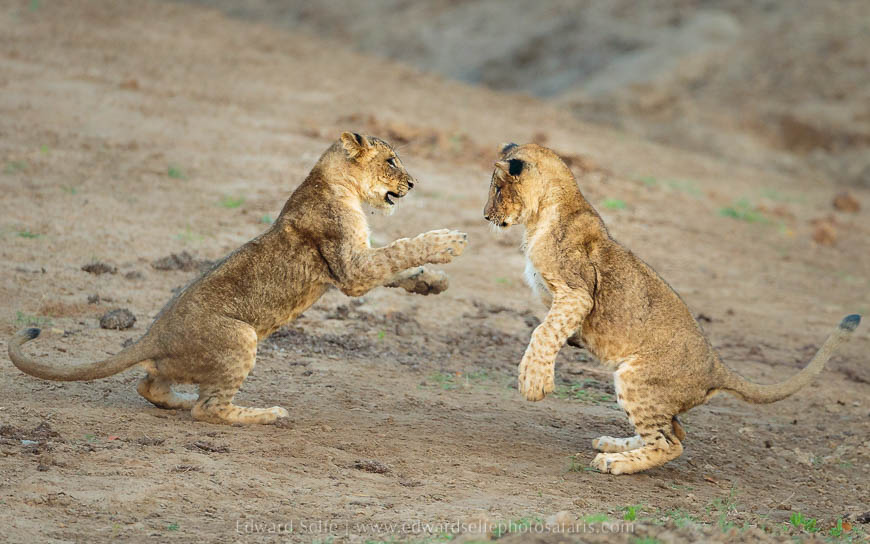 Wildlife image from photo safari with edward selfe.
