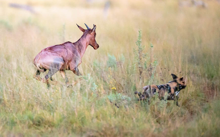 Images of wildlife from photo safari with edward selfe