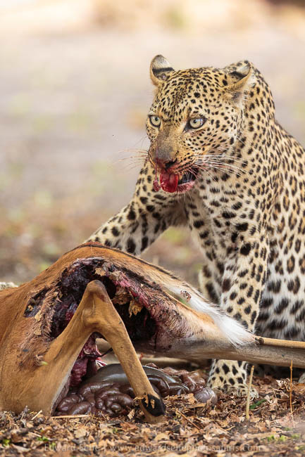 Wildlife image from photo safari with edward selfe in south luangwa national park.