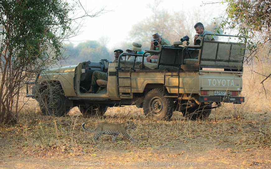 Wildlife image from photo safari with edward selfe in south luangwa national park.