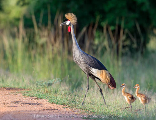 Know your African Wildlife: Crowned Cranes