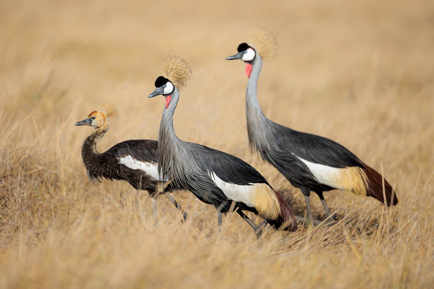 Images of wildlife from photo safari with edward selfe in zambia.
