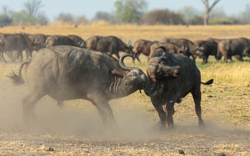Wildlife image from photo safari with edward selfe in south luangwa national park.