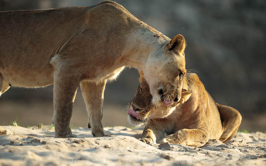 Wildlife image from photo safari with edward selfe in south luangwa national park.