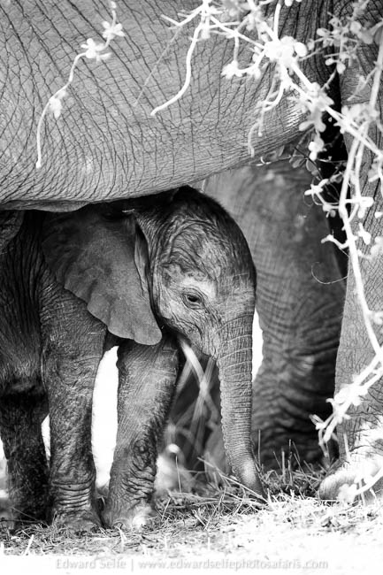 Wildlife image from photo safari with edward selfe in south luangwa national park.