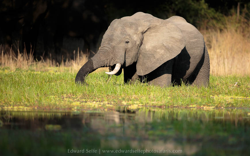 Wildlife image from photo safari with edward selfe in south luangwa national park.