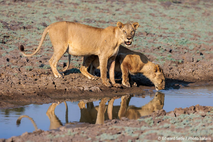 Image from exclusive luangwa photo safari by edward selfe