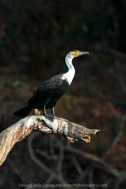 Wildlife image from a photo safari with edward selfe.