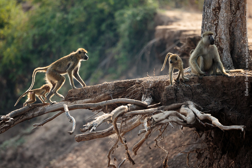 Baboons play on a root system in South Luangwa.