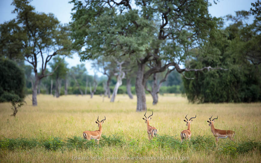 Wildlife image from photo safari in south luangwa with edward selfe.