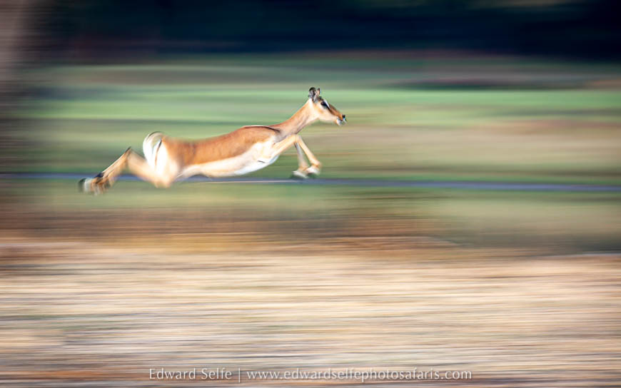 Wildlife image from photo safari with edward selfe.