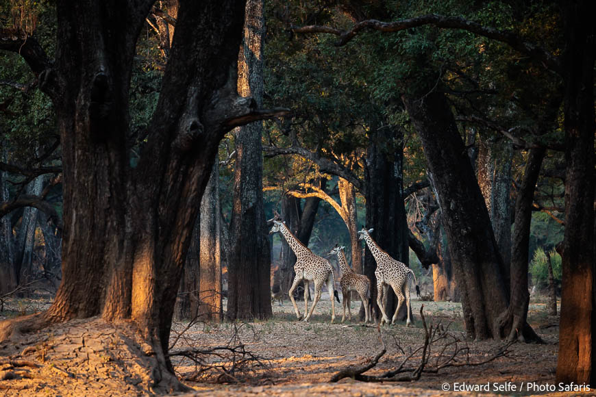 Image from exclusive luangwa photo safari by edward selfe