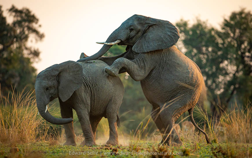 Wildlife image from photo safari with edward selfe.