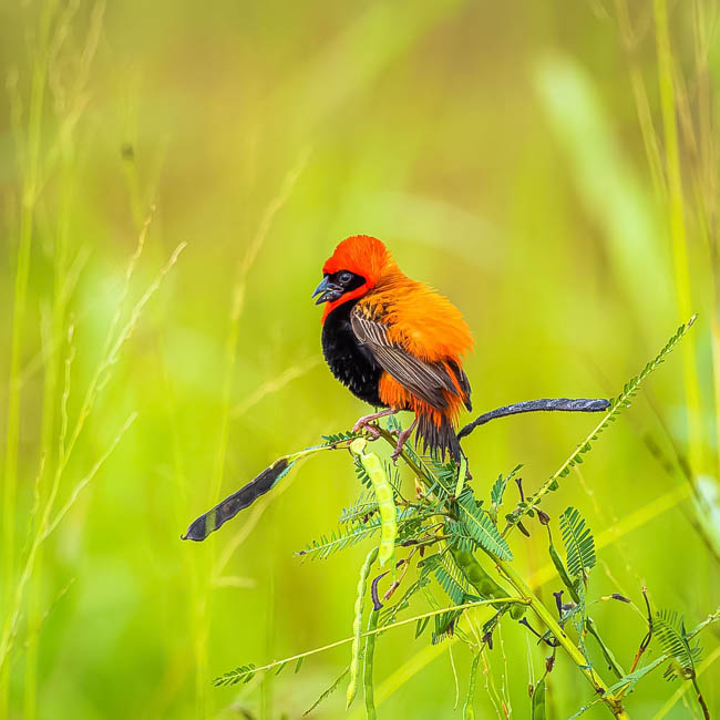 Wildlife image from South Luangwa by Mike White