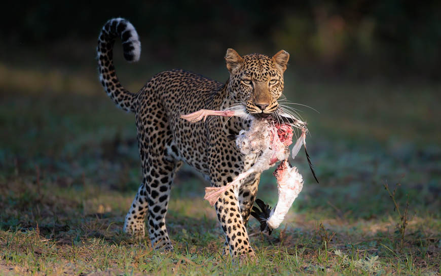 Images of wildlife from photo safari with edward selfe in south luangwa.