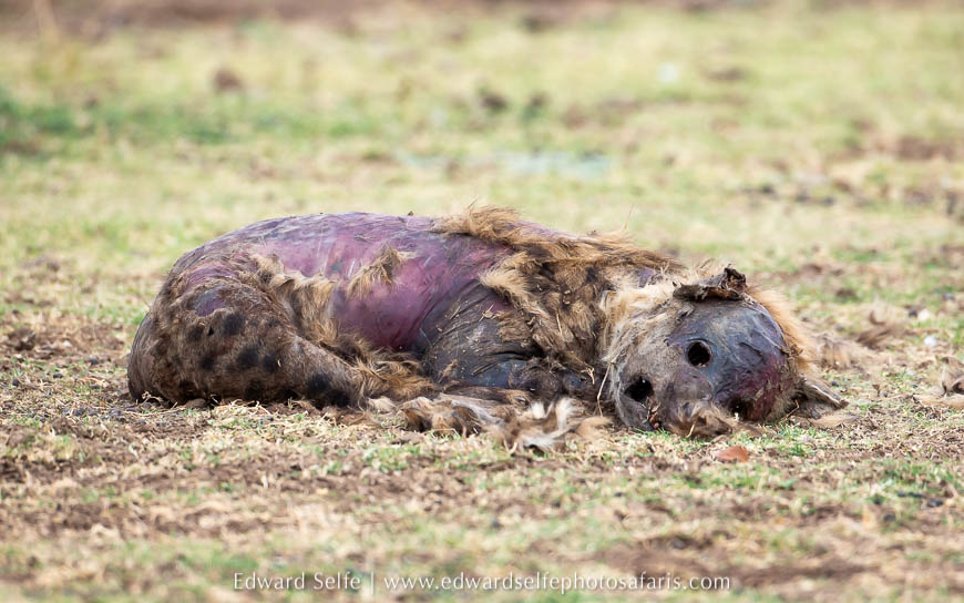 Wildlife image from photo safari with edward selfe.