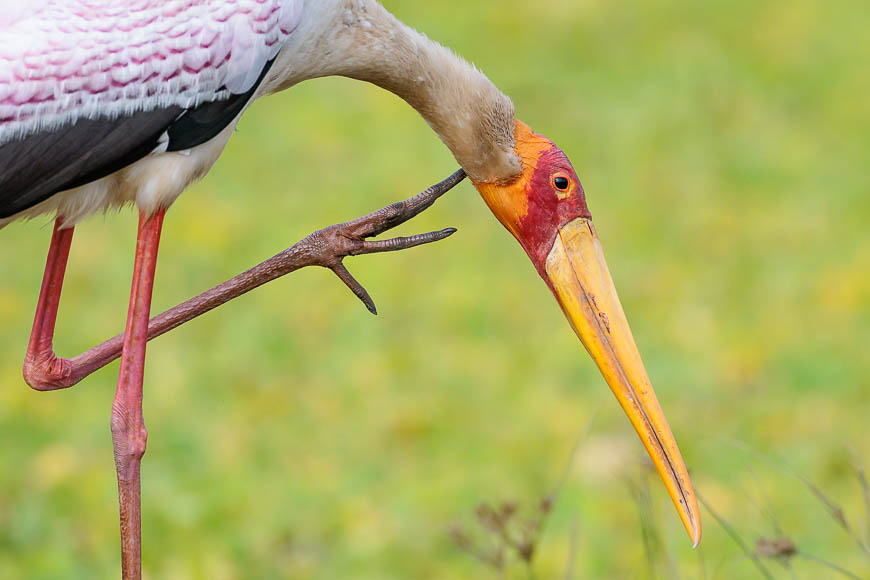 Images of wildlife from photo safari with edward selfe in zambia.