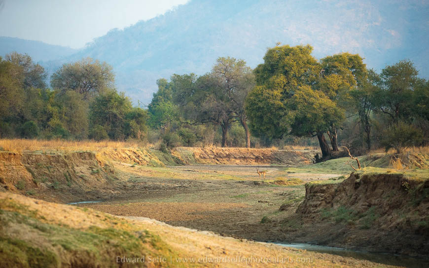 Wildlife image from photo safari with edward selfe in south luangwa national park.
