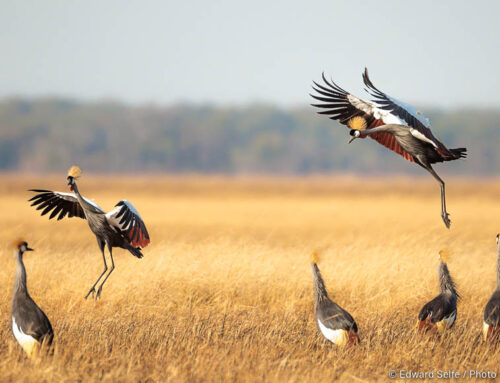 Wildlife: Birds Photos of 2022
