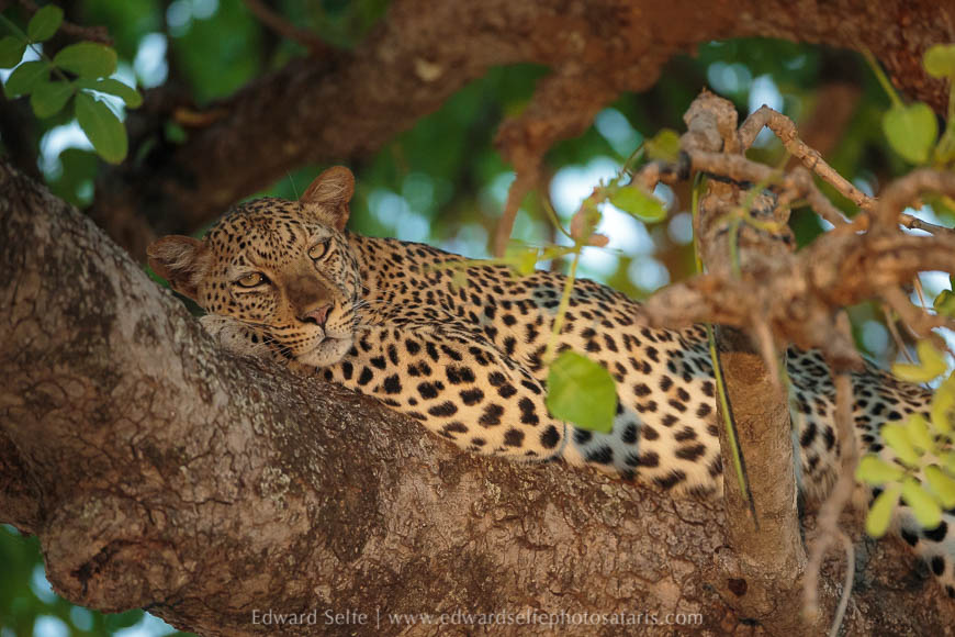 Wildlife image on photo safari with edward selfe in south luangwa national park.