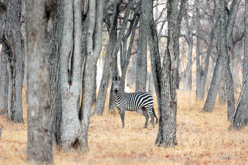 Wildlife image on photo safari with edward selfe in south luangwa national park.