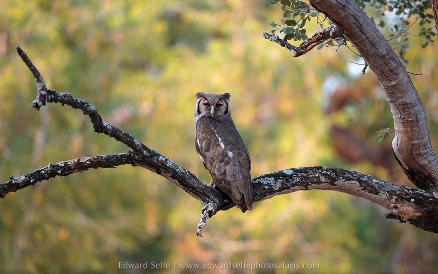 Giant eagle owl on photo safari with edward selfe in south luangwa national park.