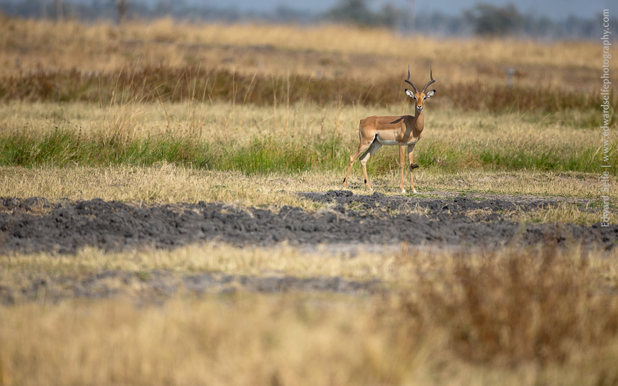 An impala in stripy surroundings of South Luangwa