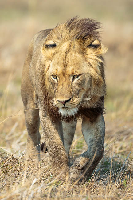 Wildlife image from a photo safari with edward selfe.