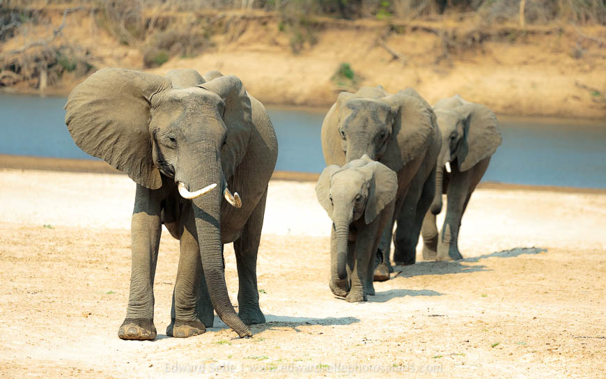 Wildlife image from photo safari with edward selfe in south luangwa national park.