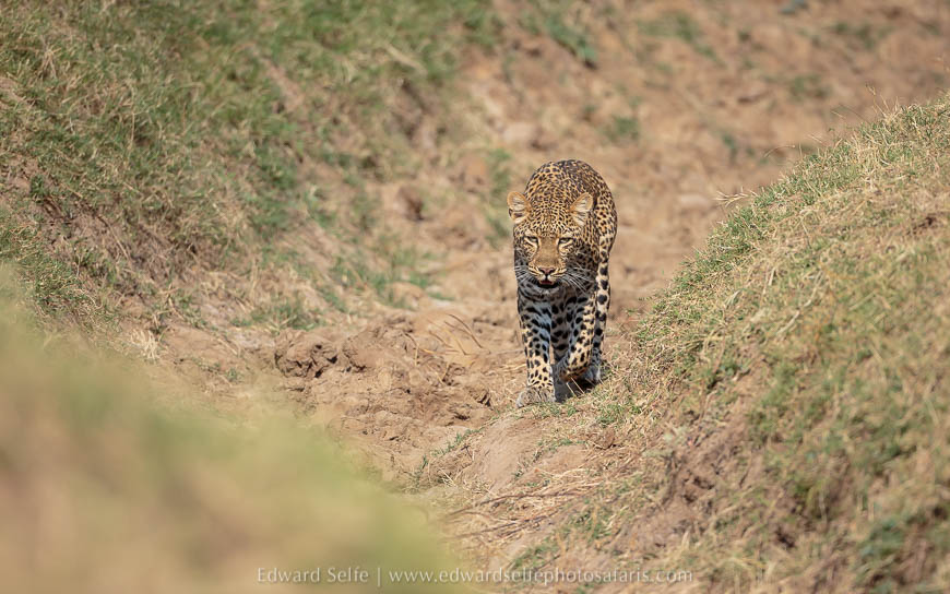 Leopard in gully on photo safari with edward selfe south luangwa national park.