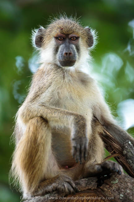 Wildlife image from photo safari in south luangwa with edward selfe.