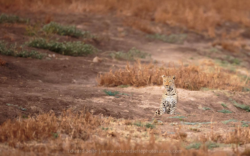 Wildlife image from photo safari with edward selfe in south luangwa national park.