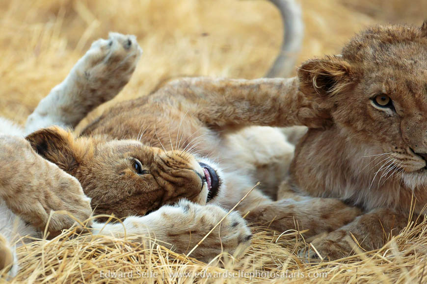 Wildlife image from photo safari with edward selfe.