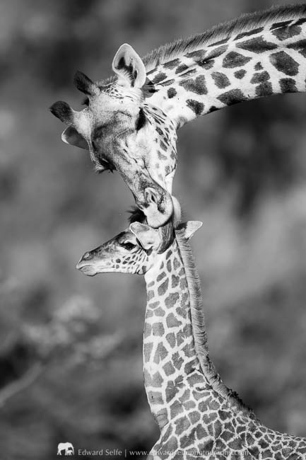 A portrait of a giraffe and her calf during a photo safari with Edward Selfe in South Luangwa National Park