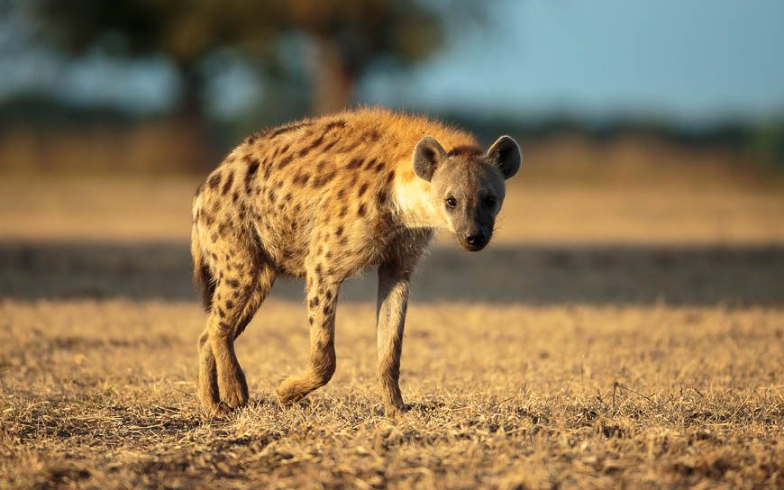Images of wildlife from photo safari with edward selfe in south luangwa.