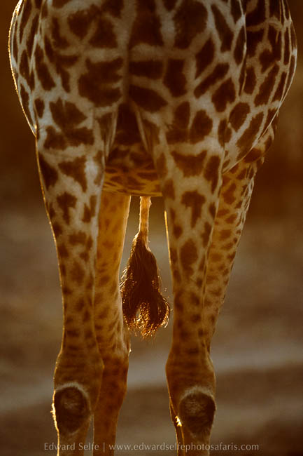 Wildlife image from photo safari with edward selfe in south luangwa national park.