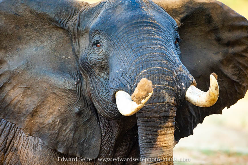 Wildlife image from photo safari with edward selfe.