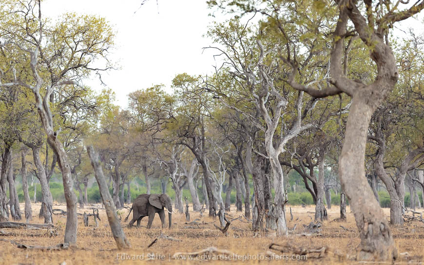 Wildlife image from a photo safari with edward selfe.