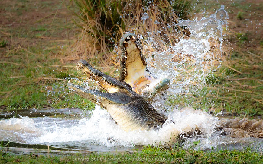 Wildlife image from a photo safari with edward selfe.