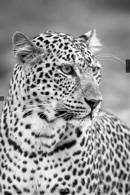 Wildlife image from photo safari with edward selfe.