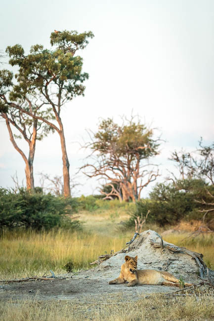 Images of wildlife from photo safari with edward selfe
